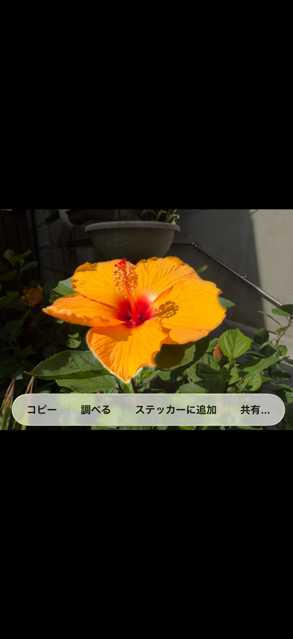 花を長押ししたあと、コピー、調べる、ステッカーに追加、共有のメニューが表示された画面