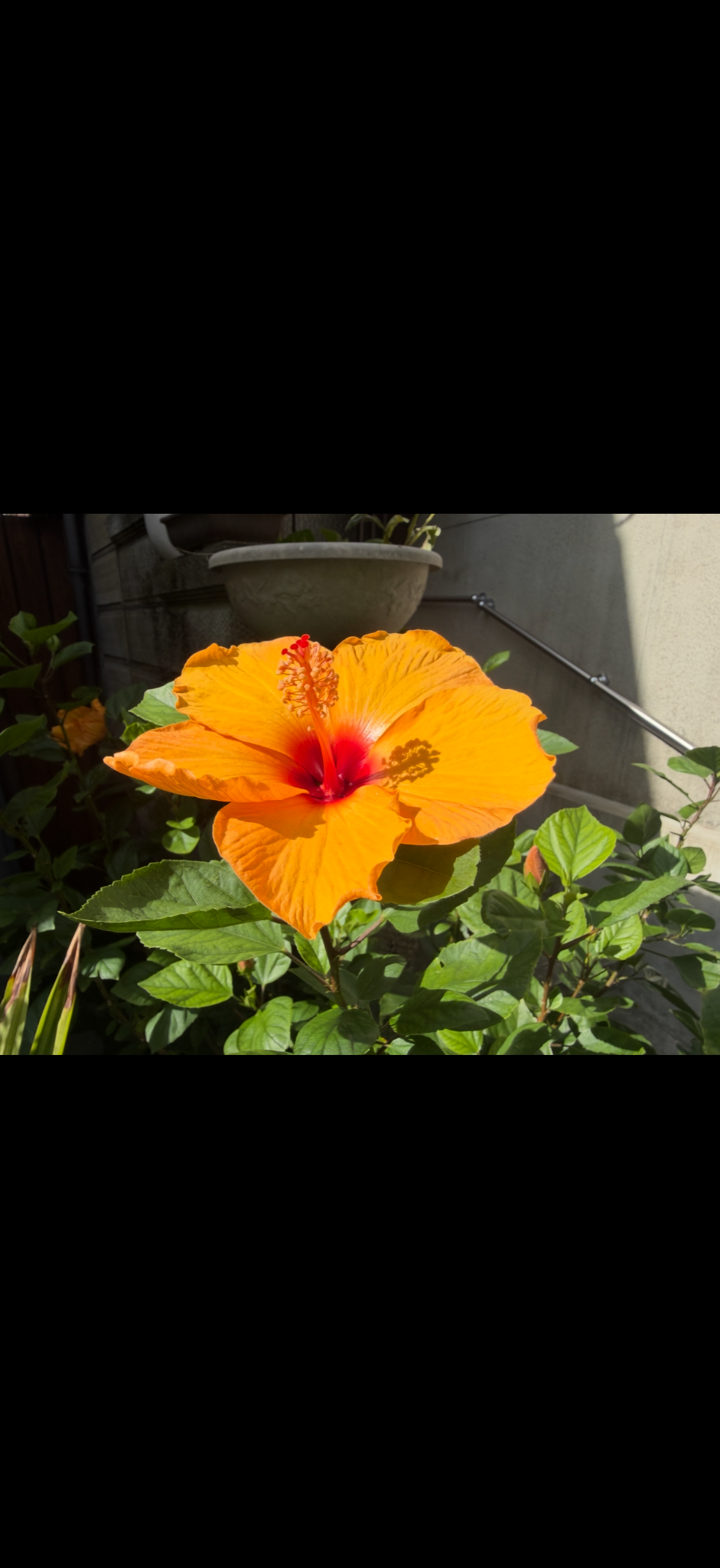 葉や植木鉢を背景に、オレンジ色の花が写った元の写真