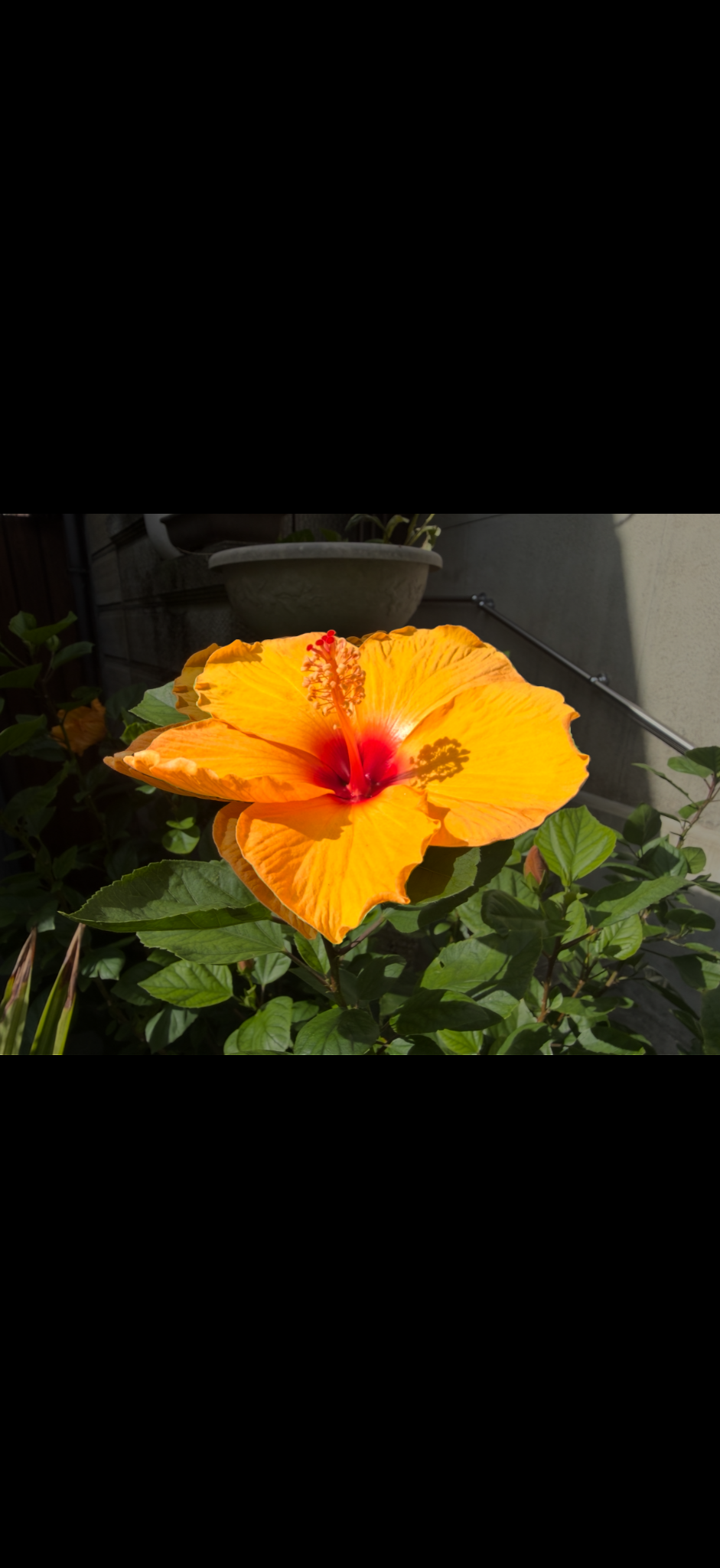 背景が暗くなり、中央のオレンジ色の花が目立って表示された画面